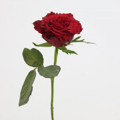 ورد  الطبيعي